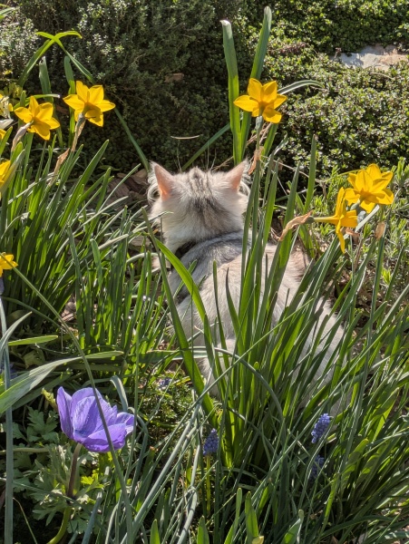 Stopping DCat massacring bees