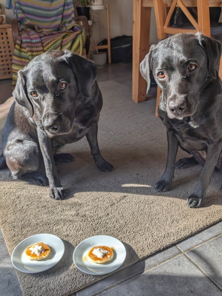 Adolescent Dog Survival Thread - get teenage licks right through the night!