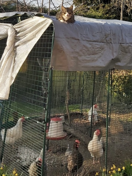 Thread 21 Starmer - Casting Nasturtiums