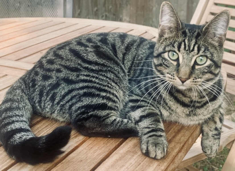 Here is the worlds most beautiful cat