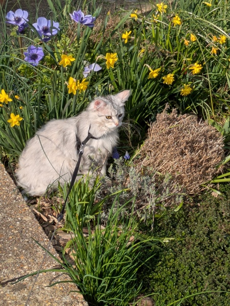 Stopping DCat massacring bees
