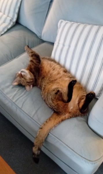 Lap dances, strippers and punch-ups - the Excellent Cats arrange a stag party