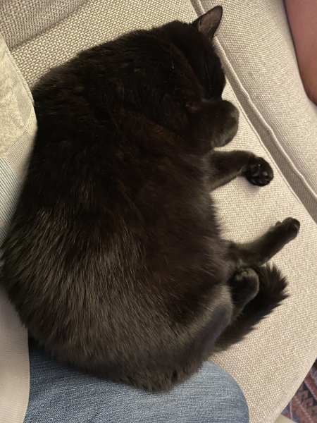 Cats do have different body shapes, don't they??