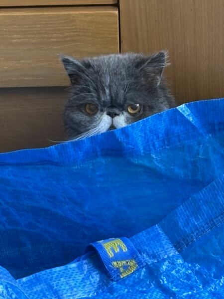 Pampered, Persian, Princess Penelope