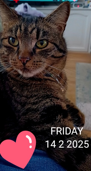 Here is the worlds most beautiful cat