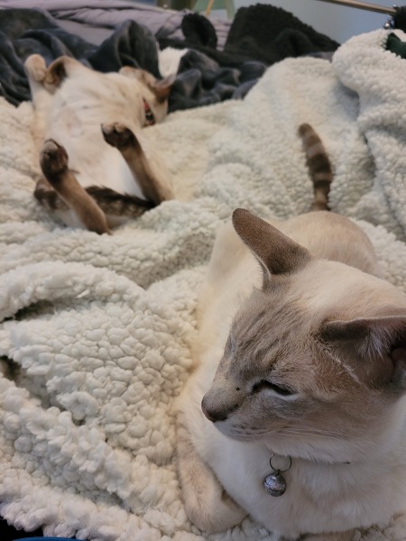 To ask if your pet sleeps on your bed?