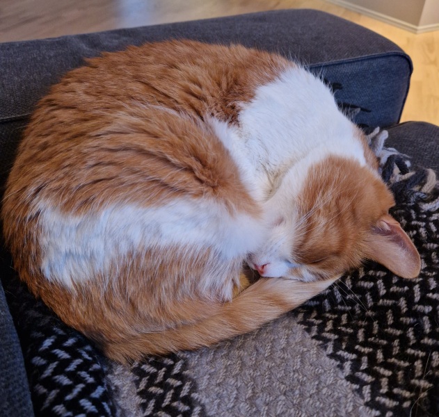 Hymns in Minor Keys & the Russian Easter Overture - the Excellent Cats ignore Culture.....