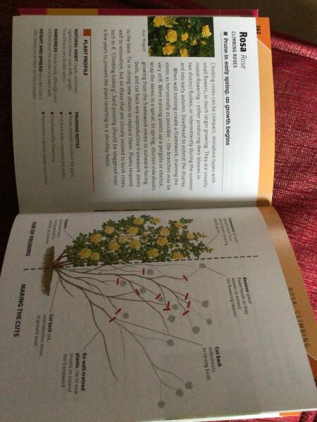 Pruning books for beginner?