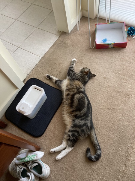 Lap dances, strippers and punch-ups - the Excellent Cats arrange a stag party