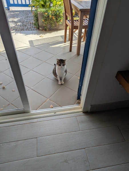 Hymns in Minor Keys & the Russian Easter Overture - the Excellent Cats ignore Culture.....