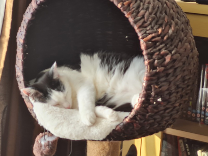 Lap dances, strippers and punch-ups - the Excellent Cats arrange a stag party