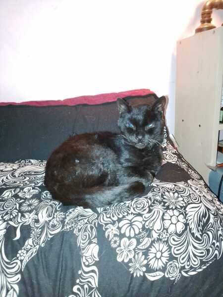 Hymns in Minor Keys & the Russian Easter Overture - the Excellent Cats ignore Culture.....