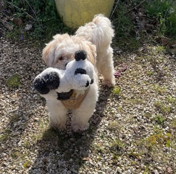 To ask for your dog breed recommendations?