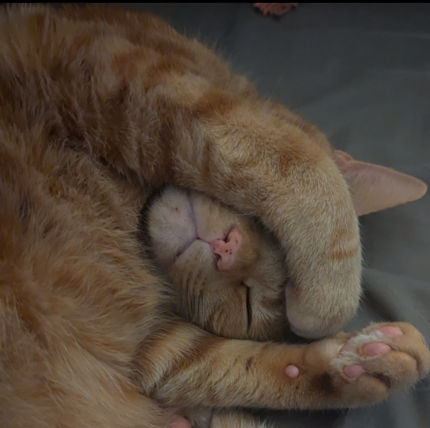Here is the worlds most beautiful cat
