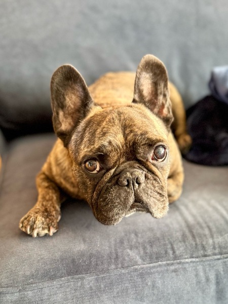 My furbaby