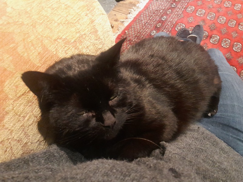 Super loving cats