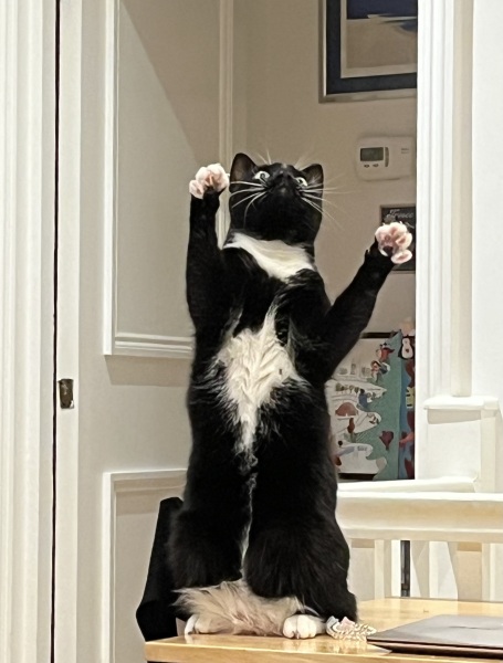 Show me the most unhinged looking photo you have of your cat