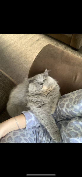 My beloved pet is becoming a problem