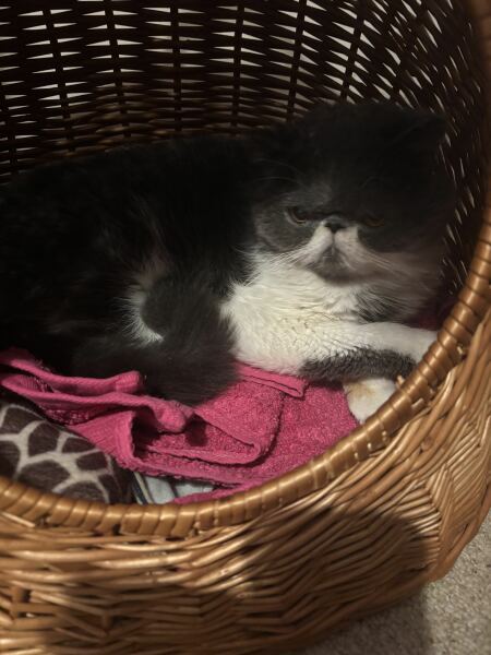 Pampered, Persian, Princess Penelope