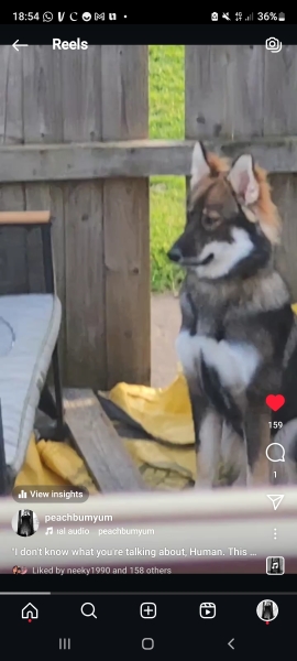 First time dog owner - thinking of a German Shepherd