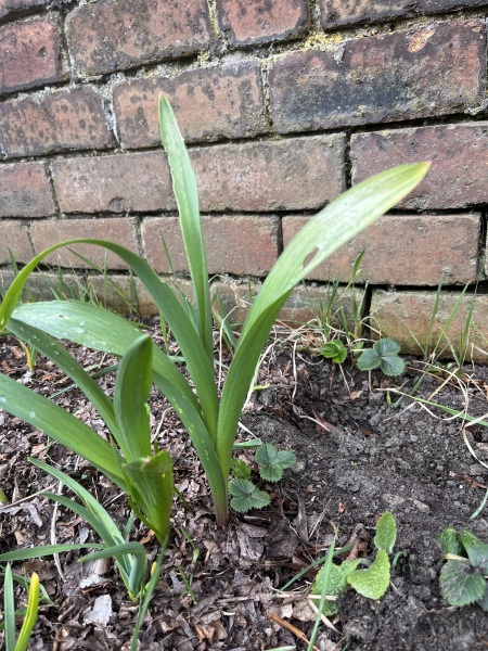 Plant ID