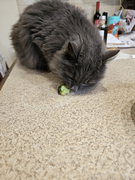 Hymns in Minor Keys & the Russian Easter Overture - the Excellent Cats ignore Culture.....