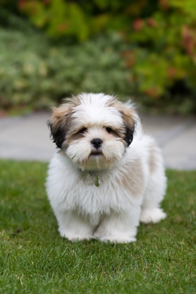 To ask for your dog breed recommendations?