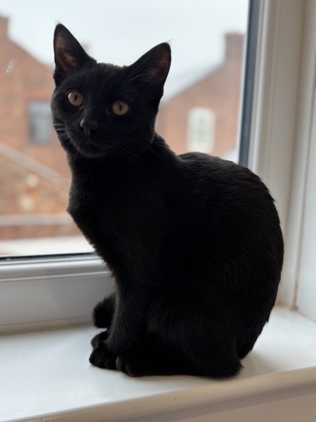 Here is the worlds most beautiful cat