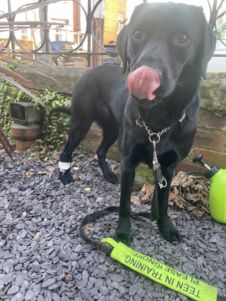 First time dog owner - thinking of a German Shepherd