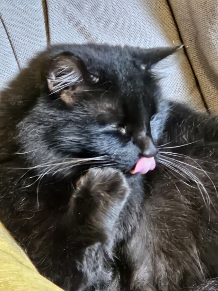 Here is the worlds most beautiful cat