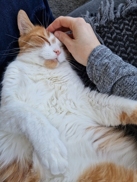Husband wants a cat/cats I've never owned one before
