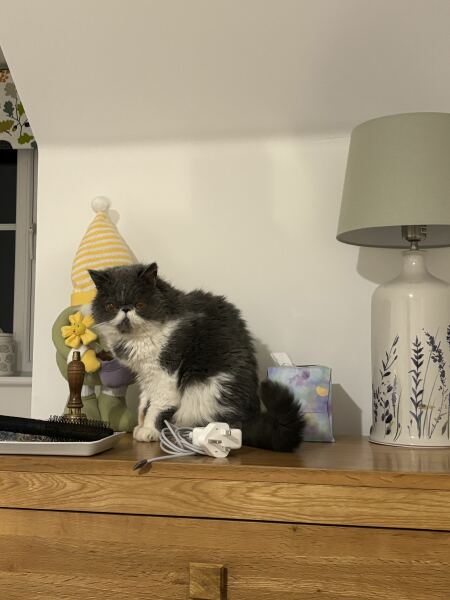 Pampered, Persian, Princess Penelope