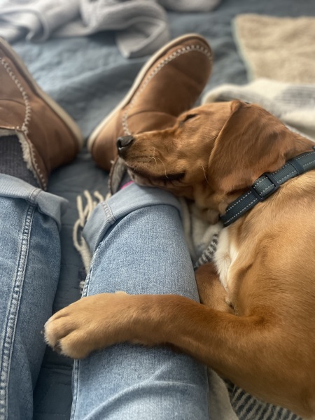 Adolescent Dog Survival Thread - get teenage licks right through the night!