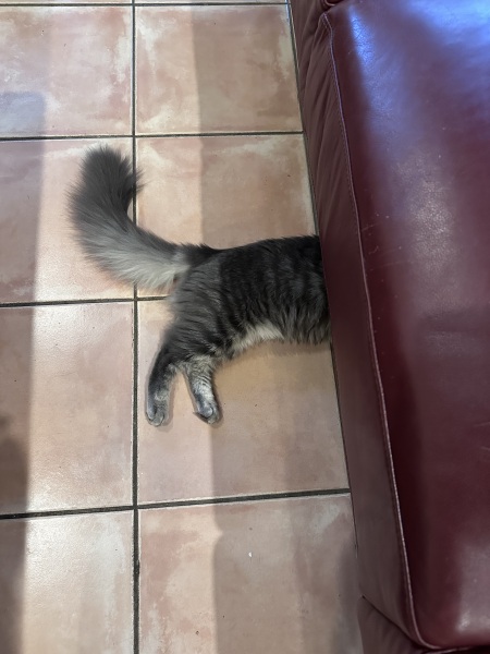 Hymns in Minor Keys & the Russian Easter Overture - the Excellent Cats ignore Culture.....