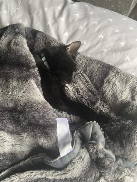 Thread 19 Starmer - A Coalition of the Willing