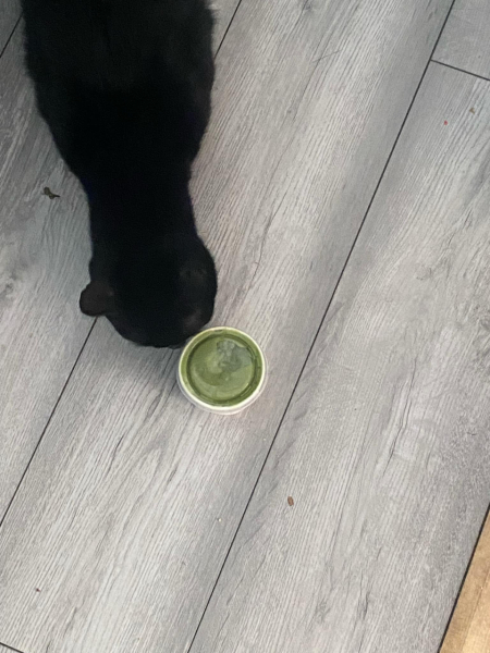 Koko stole the butter, weirdest thing yours has stolen?