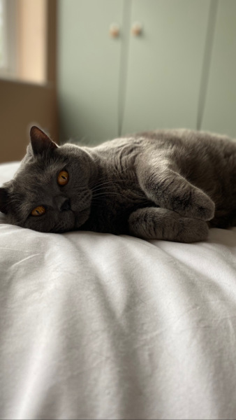 Here is the worlds most beautiful cat