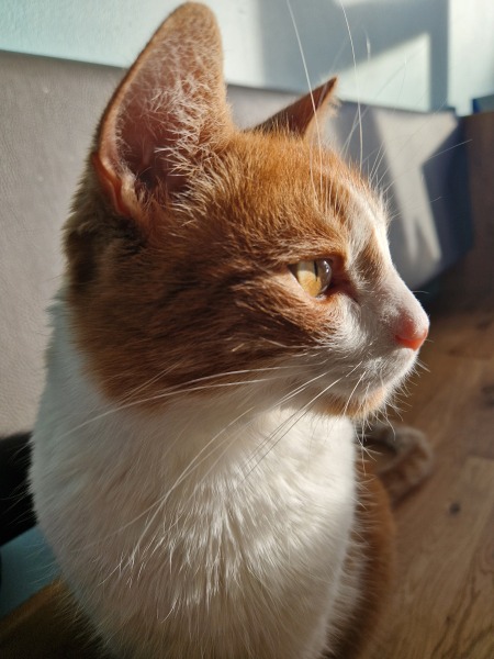 Lap dances, strippers and punch-ups - the Excellent Cats arrange a stag party