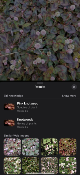 Plant id anyone?