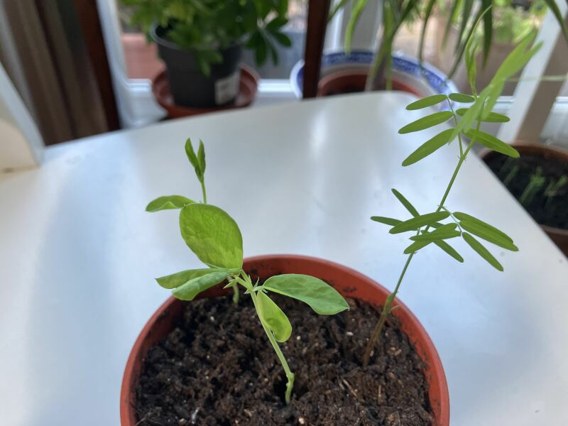 Mutant sweet pea seedling