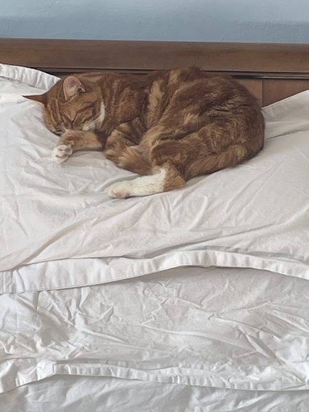 Hymns in Minor Keys & the Russian Easter Overture - the Excellent Cats ignore Culture.....