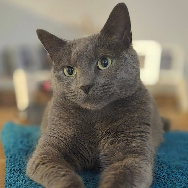 Here is the worlds most beautiful cat