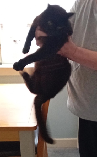 Hymns in Minor Keys & the Russian Easter Overture - the Excellent Cats ignore Culture.....