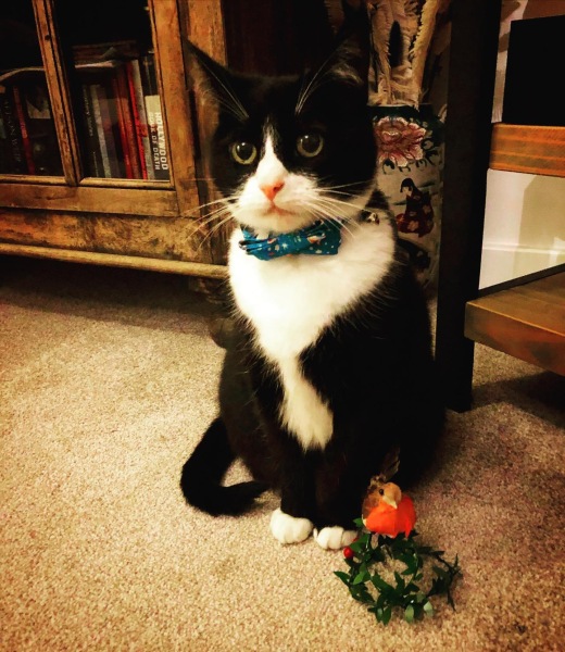 Here is the worlds most beautiful cat