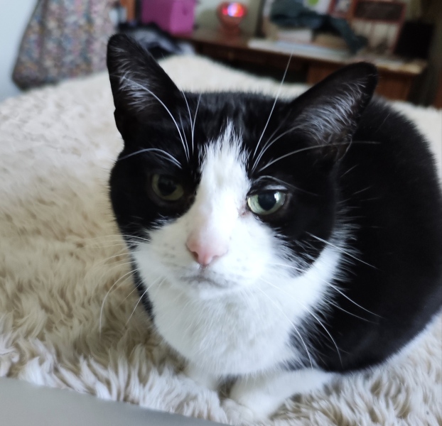 Here is the worlds most beautiful cat
