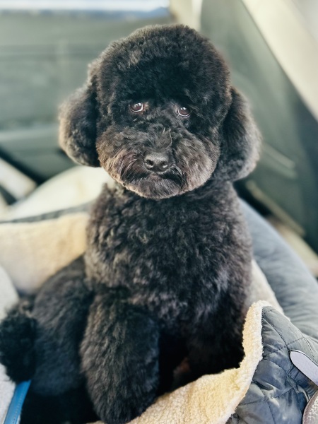 Getting a puppy - cockapoo, maltipoo, poodle?