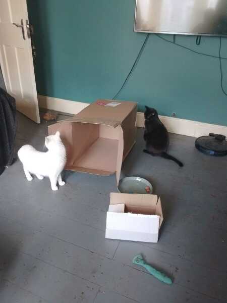 Hymns in Minor Keys & the Russian Easter Overture - the Excellent Cats ignore Culture.....