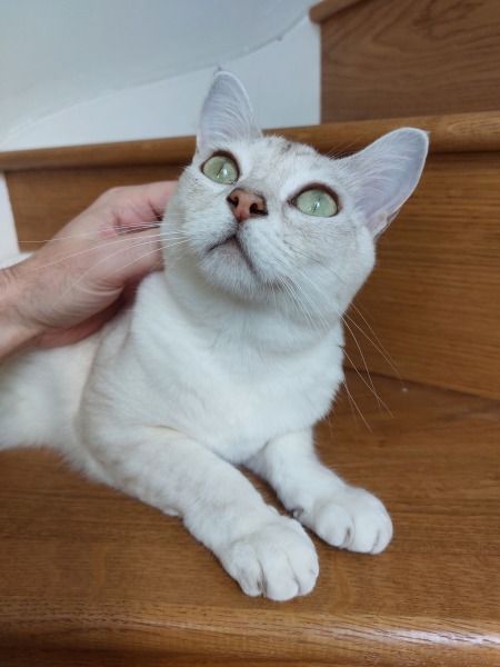 Here is the worlds most beautiful cat