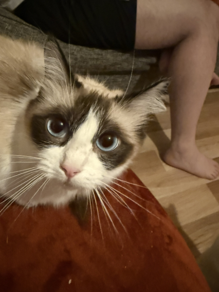 How do you know when cats are finished having kittens?