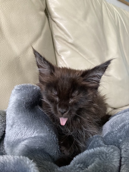 Show me the most unhinged looking photo you have of your cat